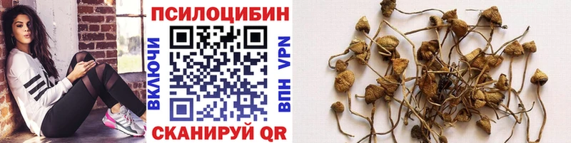 Псилоцибиновые грибы мицелий Жердевка